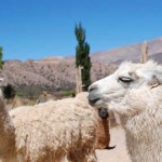Llamas